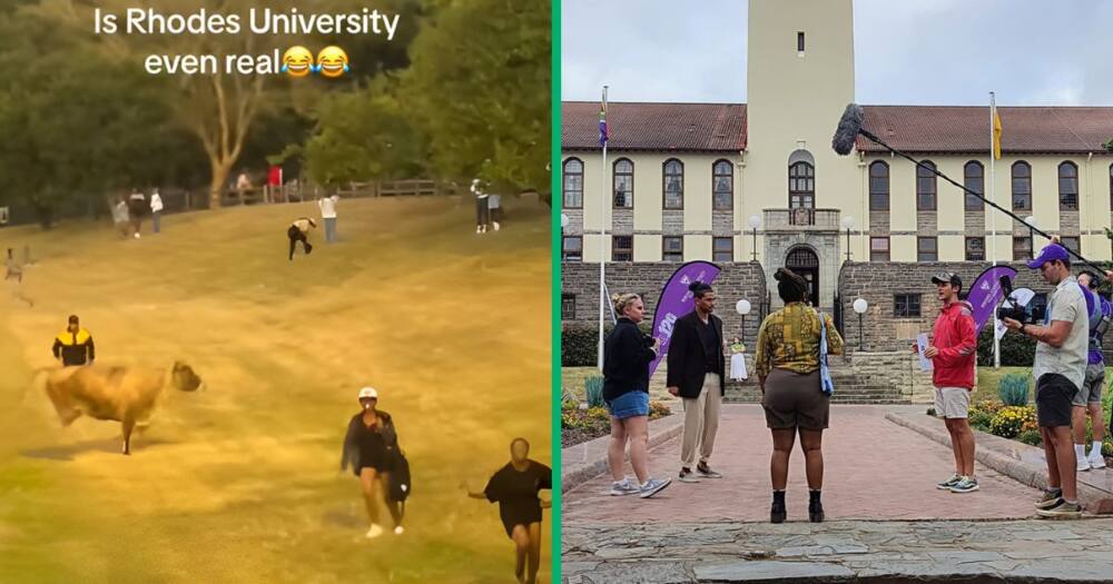 A cow chased Rhodes University students in a viral TikTok video.