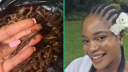 Tsonga woman cooks grasshoppers and pap in TikTok video, SA split over recipe