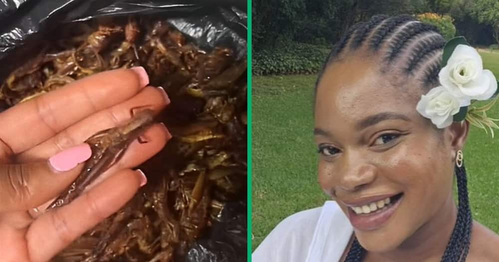TikTok video shows Tsonga woman's grasshopper recipe