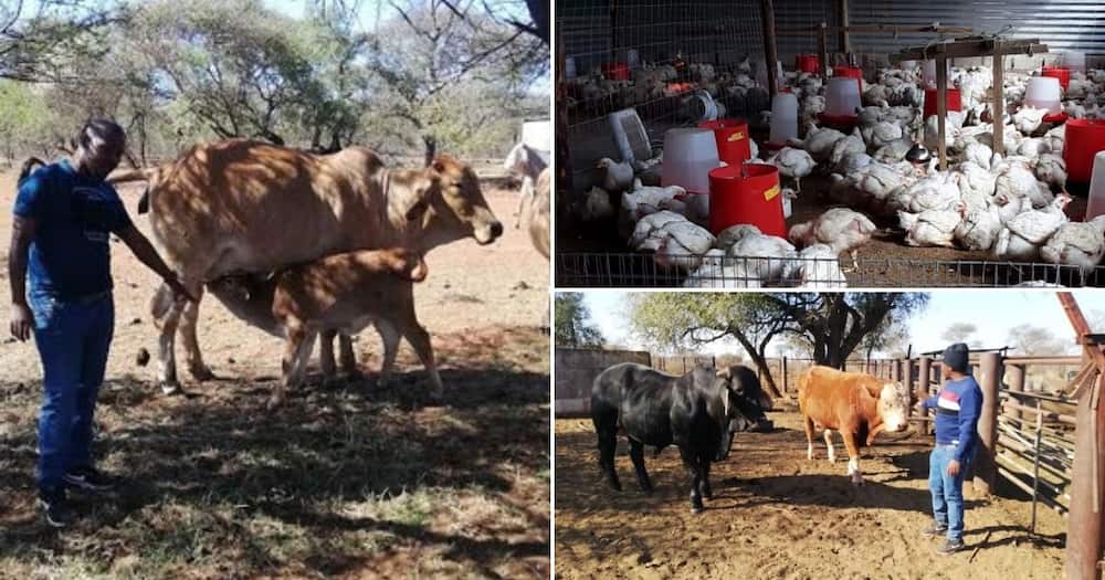 Meet Tumisang Ben Matshogo, a farmer who started with only 4 cows