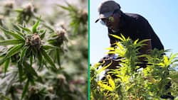 EThekwini Municipality introduces hemp and weed seed pilot programme for farmers
