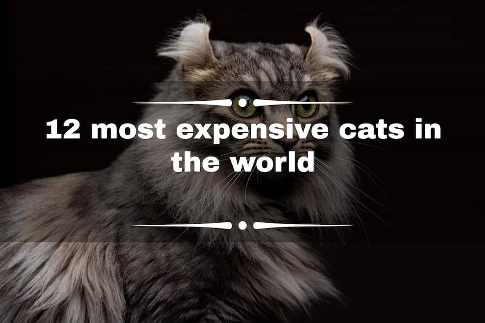 most expensive cats prices