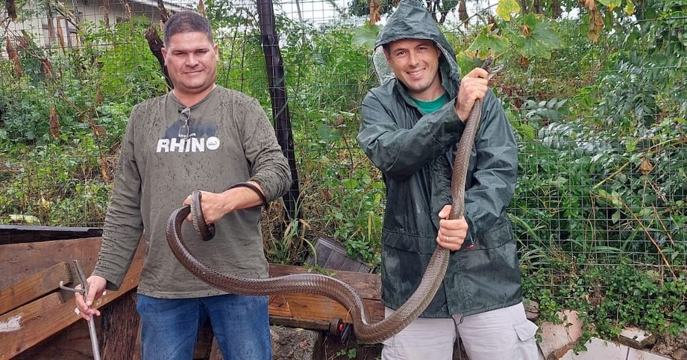 Snake Rescuer, Nick Evans, 2.5m Long Black Mamba, KZN Floods