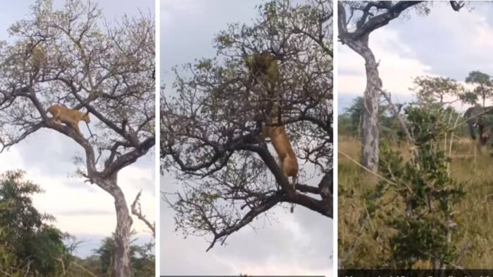 Video of Big 5 fight between lions, leopard and elephants goes TikTok viral: “Not R50 fighting R200”