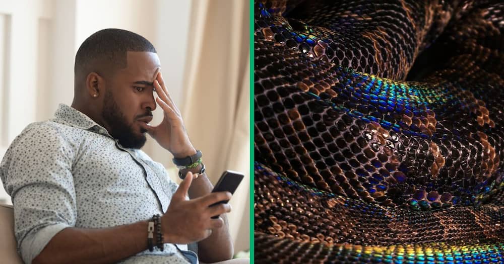 TikTok users were stunned by a reticulated python