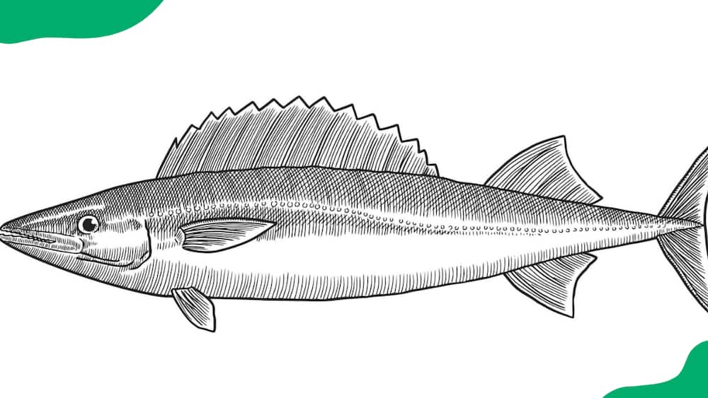 Escolar is a member of the Gempylidae family.