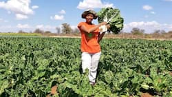 Mzansi inspired by Limpopo woman, 29, who started farming in backyard garden, now owns 3 hectares of land