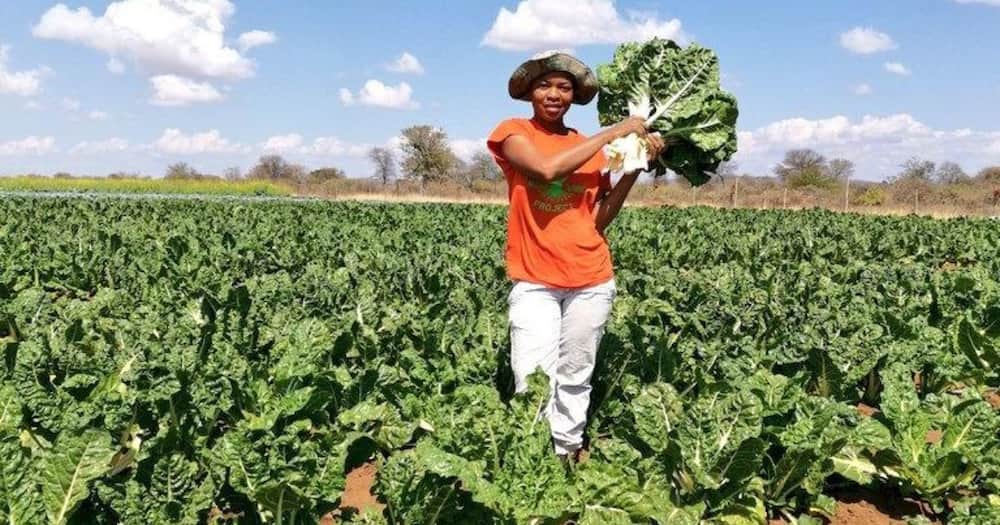 Mzansi, Limpopo, Woman, Farming, 3 Hectares of Land