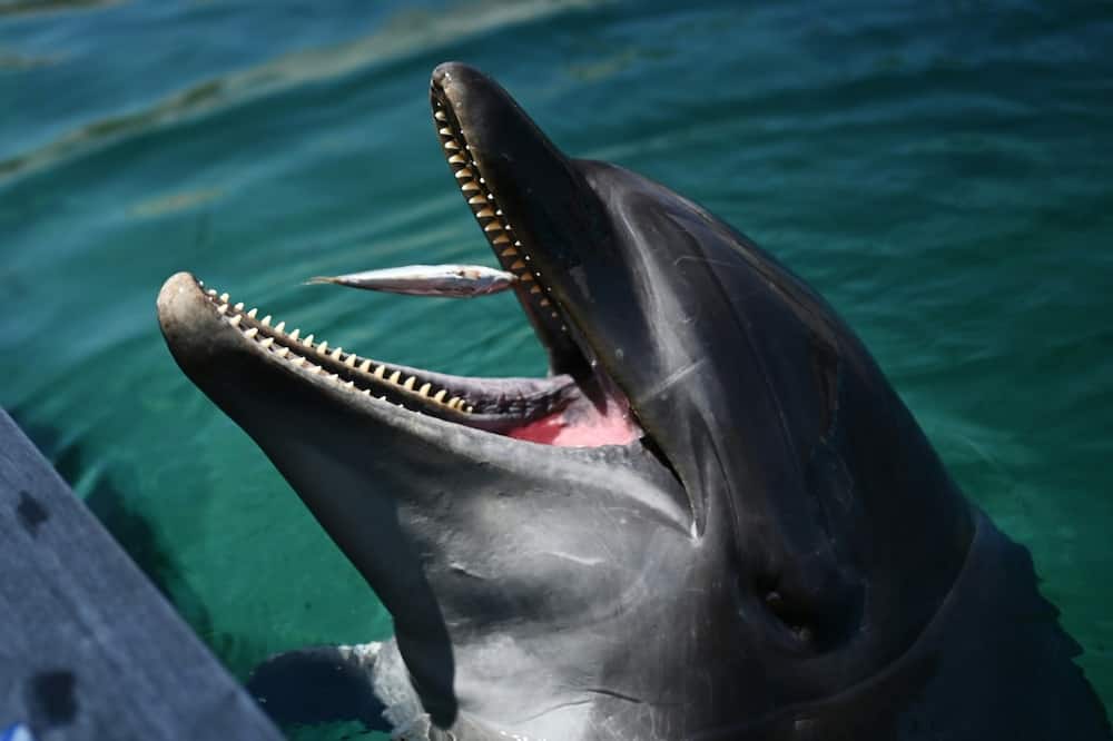 A single dolphin is believed to be behind at least 10 biting incidents near a beach in central Japan