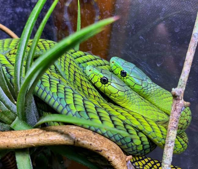 how to identify a green mamba