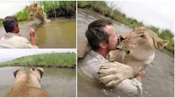 Stunning video shows moment man meets lion he rescued 7 years before