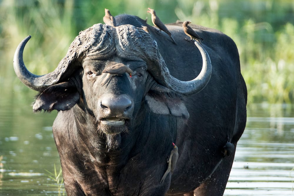 An African buffalo at Kruger National Park