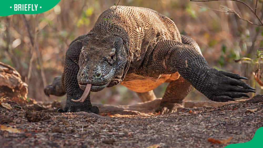 The huge Komodo Dragon