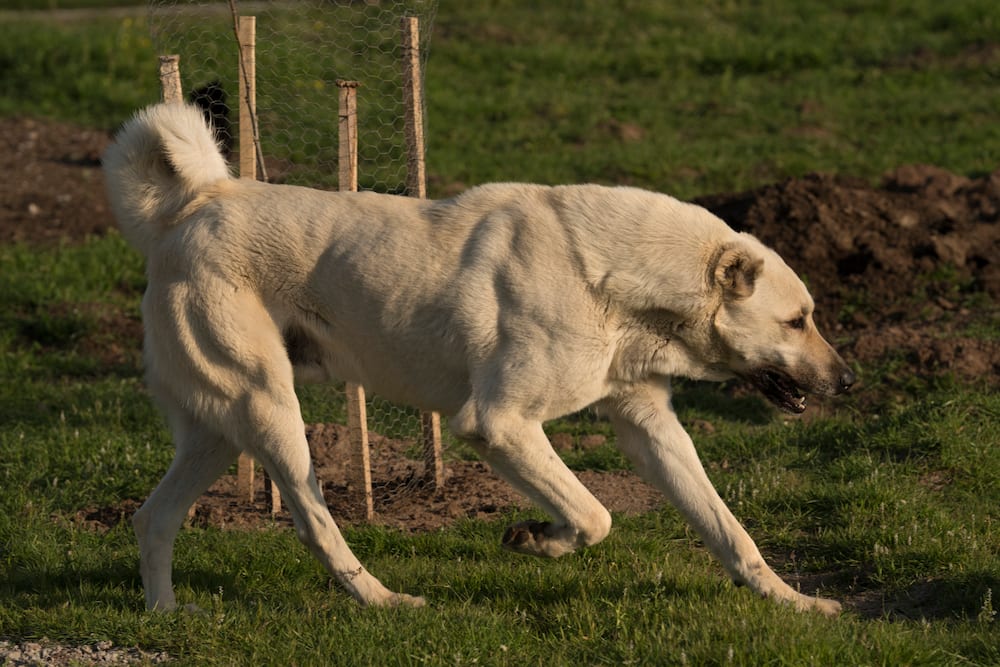 Kangal Full Grown