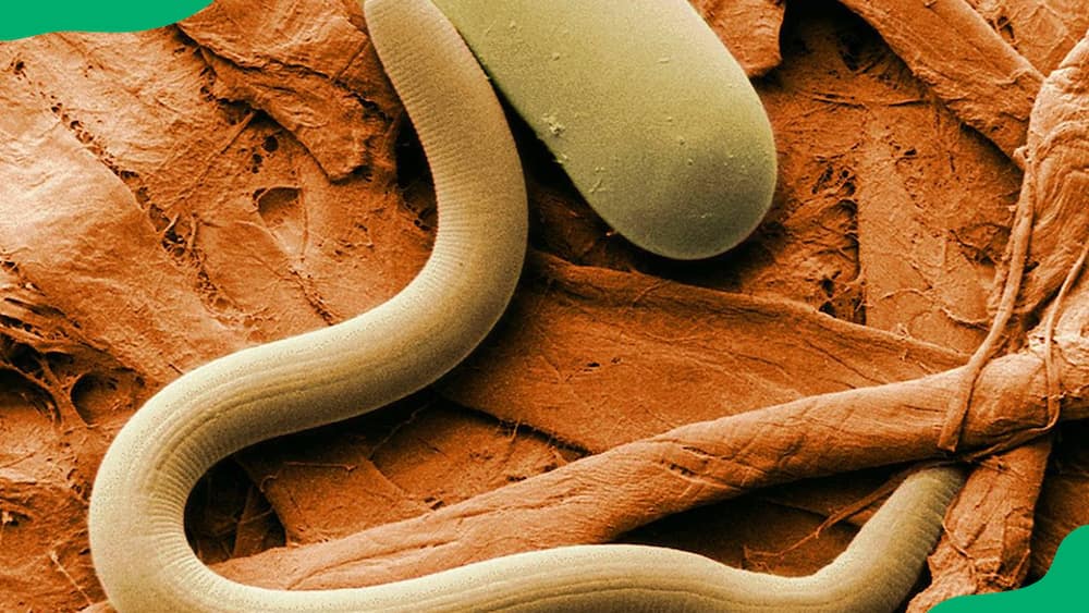 A nematode in soil