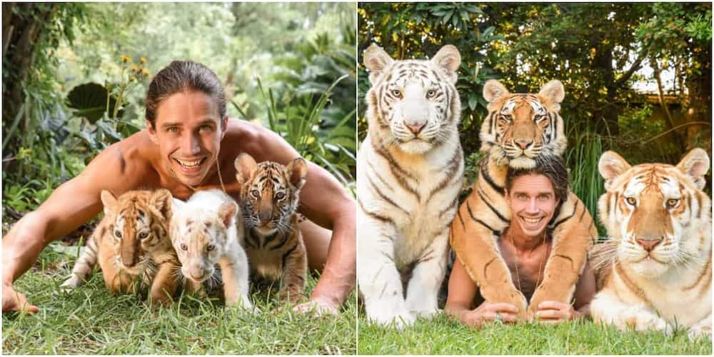 So lovely: Man Stirs Massive Reactions Online after Sharing Before and after Photos of Himself and his Tigers