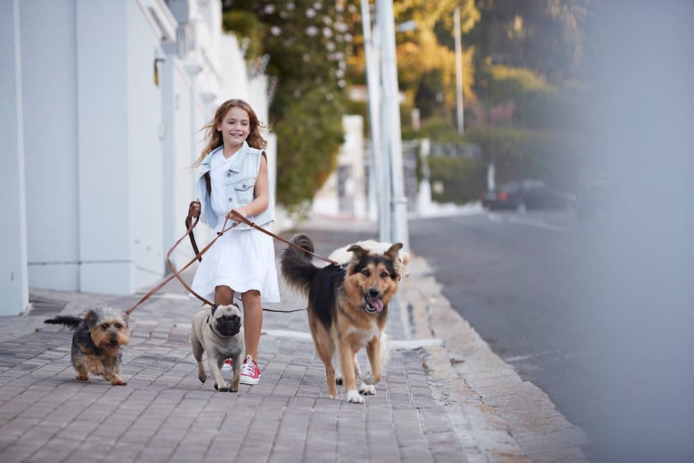 A young girl walking dogs on the street