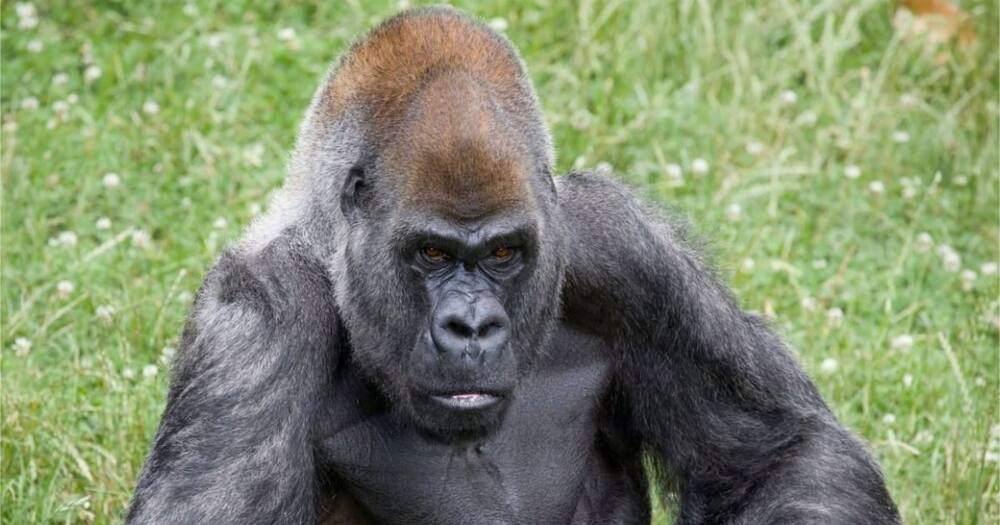 Ozzie: The World's Oldest Male Gorilla Dies Aged 61 at US Zoo