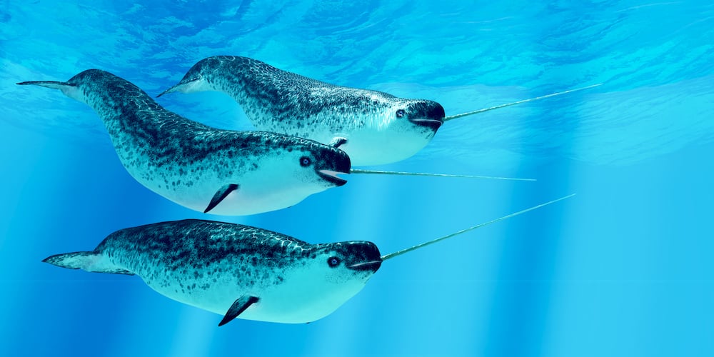 A group of Narwhal males