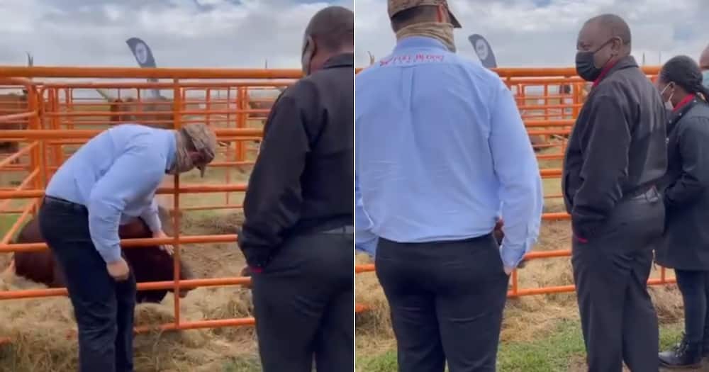 Cyril Ramaphosa, Cattle, Purchase, Livestock, Trending, Social media reactions, Video