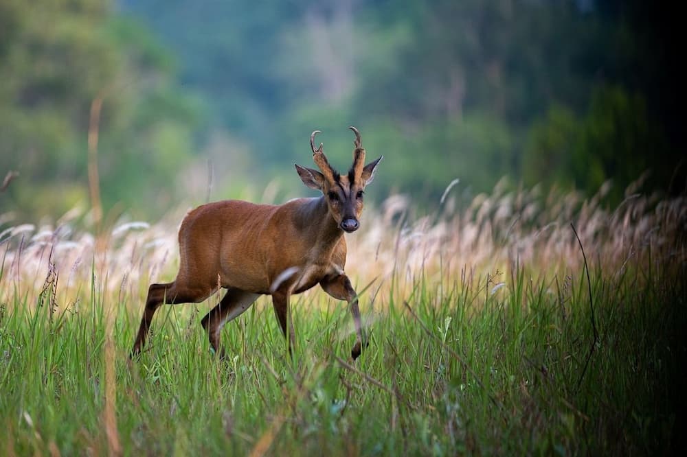 World's most dangerous animals in the world | Top 25 list