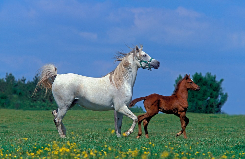Which is the coolest horse breeds?