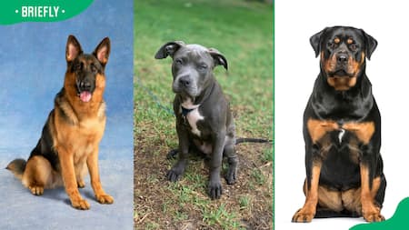 Scary dogs: Top 21 most intimidating breeds in the world
