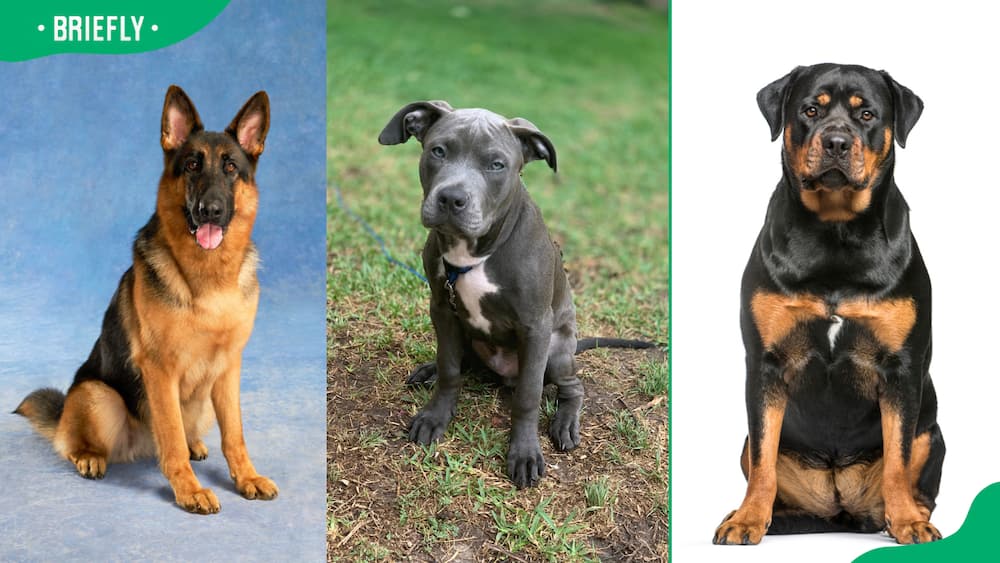 Shepherd (L), Pit bull terrier (C) and Rottweiler (R).