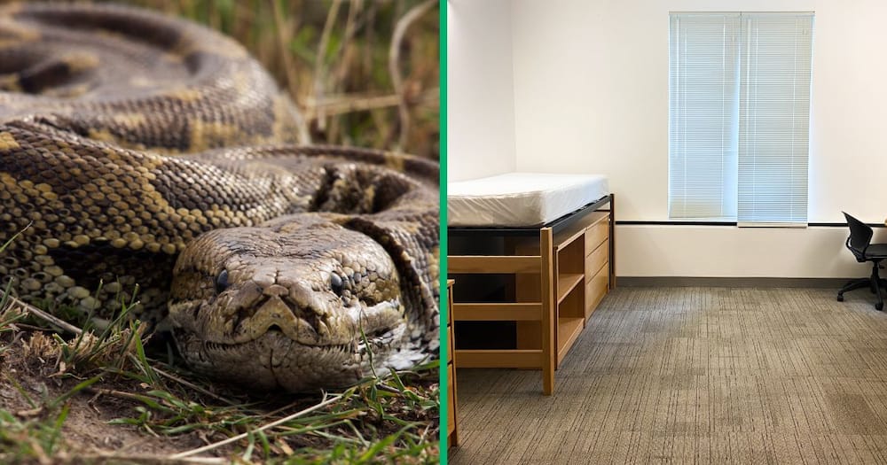 A TikTok video shows snakes in a student accommodation.