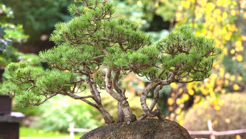 The Bonsai pine on a rock