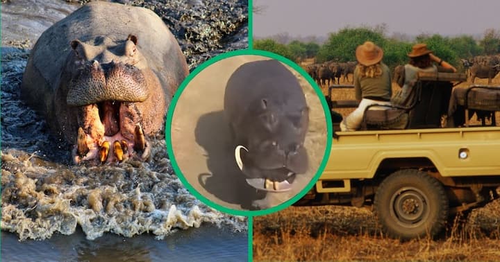 Hippo Chasing Safari Truck Full Of Tourists Gets 4.9m Views, Tiktok 