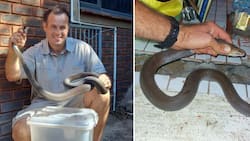 Snake rescuer Nick Evans got his demolition on to catch a deadly cobra who made its way into a prayer room