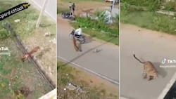 TikTok of leopard going after biker, 1 man and a dog get 42.5M views, video of savage animal attack has peeps in awe