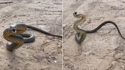 Snake attacking while standing on tail goes TikTok viral, video of Australian man confronting serpent has peeps terrified