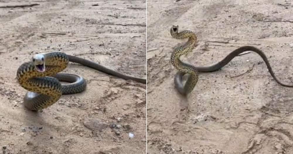 Eastern brown snake goes TikTok viral