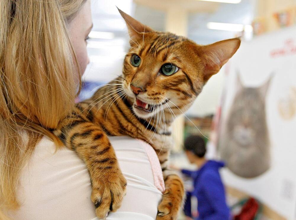 Toyger seen during a costume contest