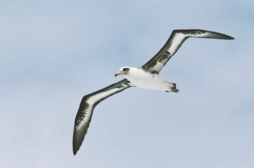 Albatross in flight