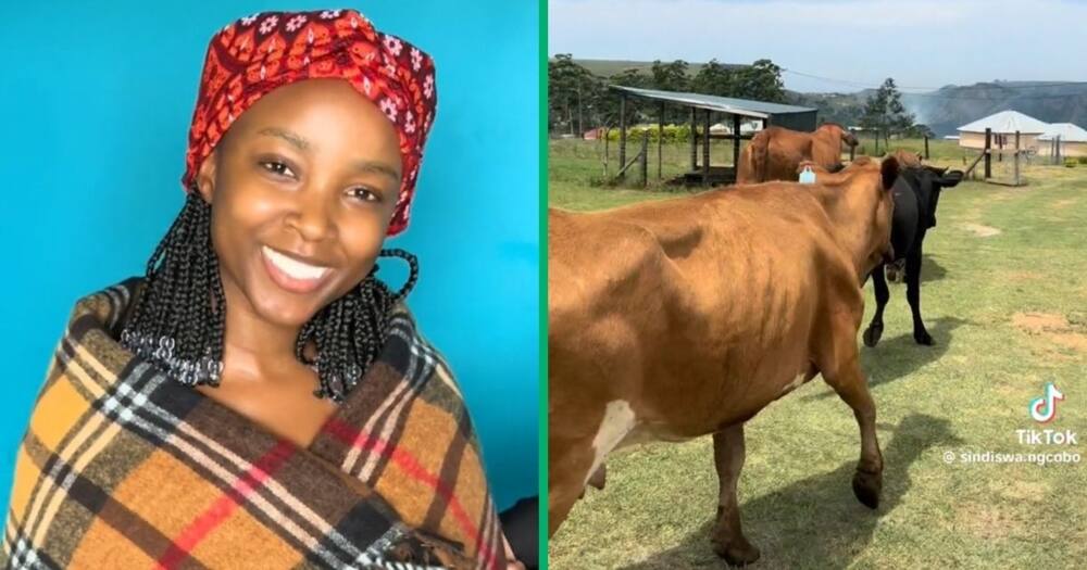 A makoti and the cows paid for her lobola