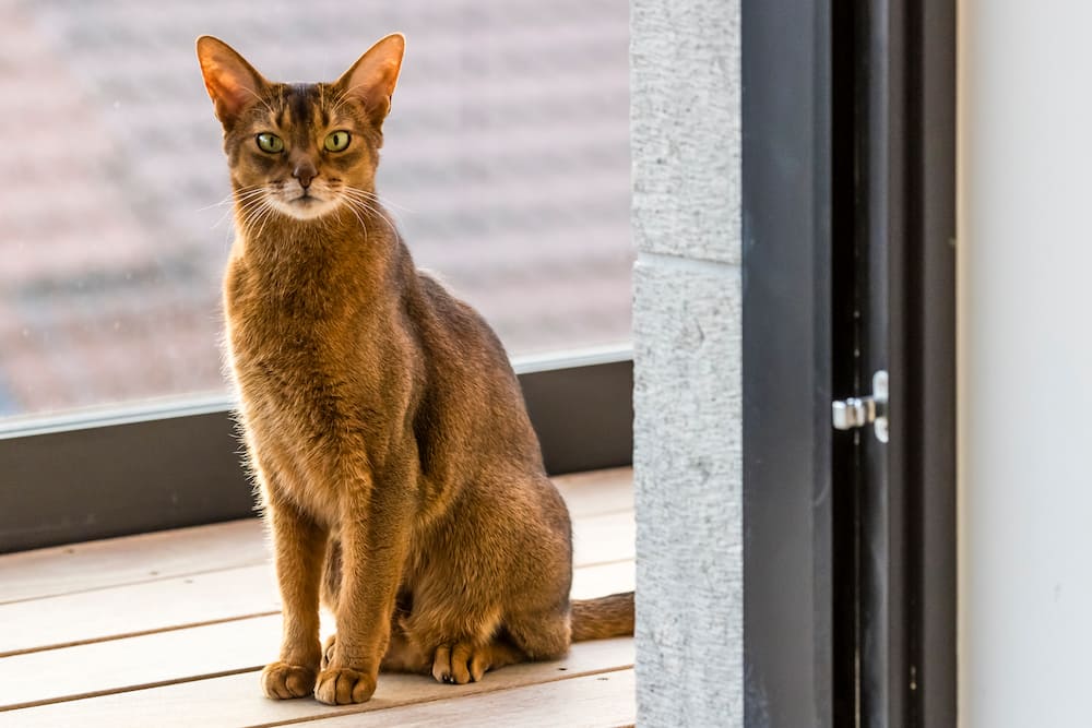 Abyssinian Cat looking at the camera