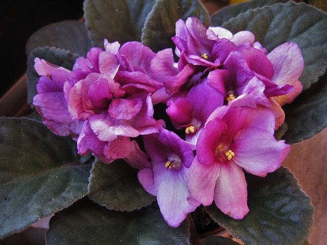 how to care for african violets houseplants
