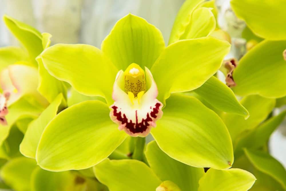The Shenzhen Nongke orchid