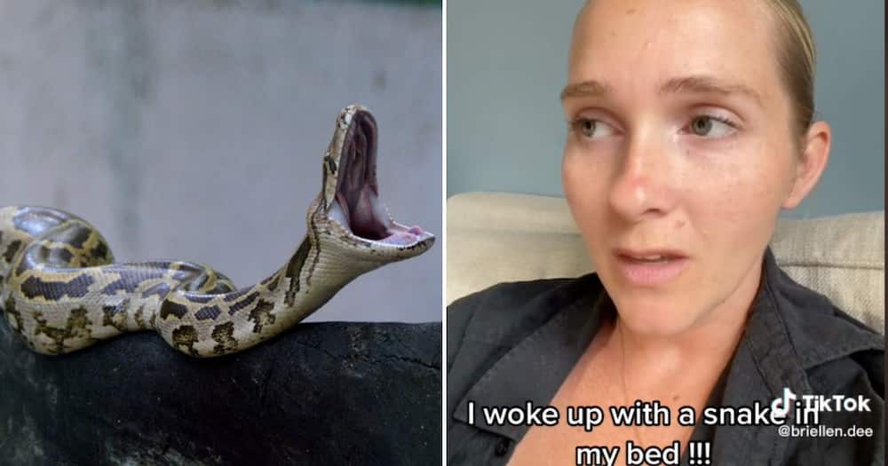 Australian mom shares viral Tiktok story waking up with snake in bed, netizens