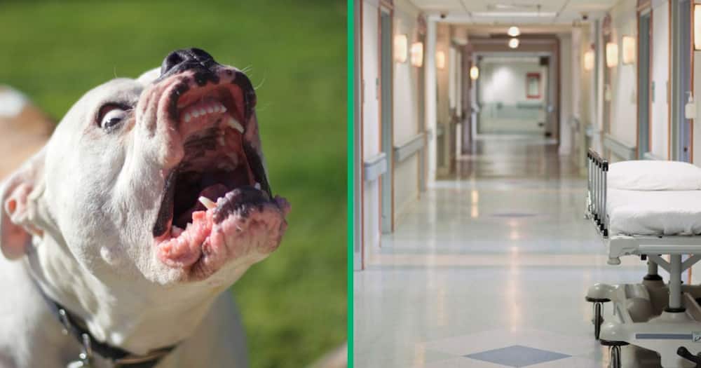 Pit bull and a hospital corridor