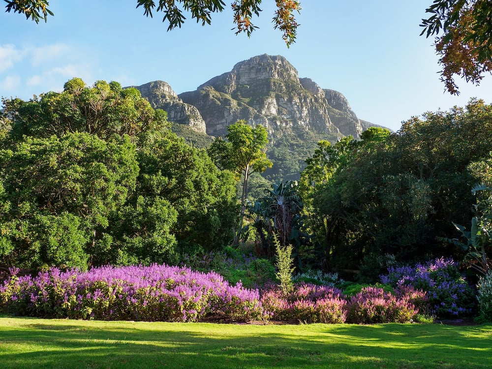 15 breathtaking forest wedding venues Cape Town