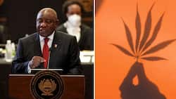 Ramaphosa announces cannabis industry reforms at SONA, job creation and foreign investment