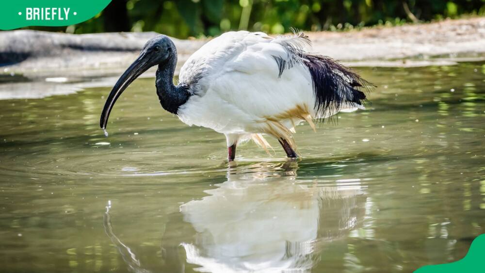 An ibis perching in a lake