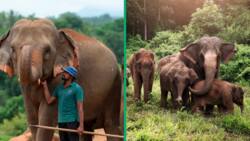 TikTok video of elephants rushing to meet caretaker after several years gets 19M views, peeps moved