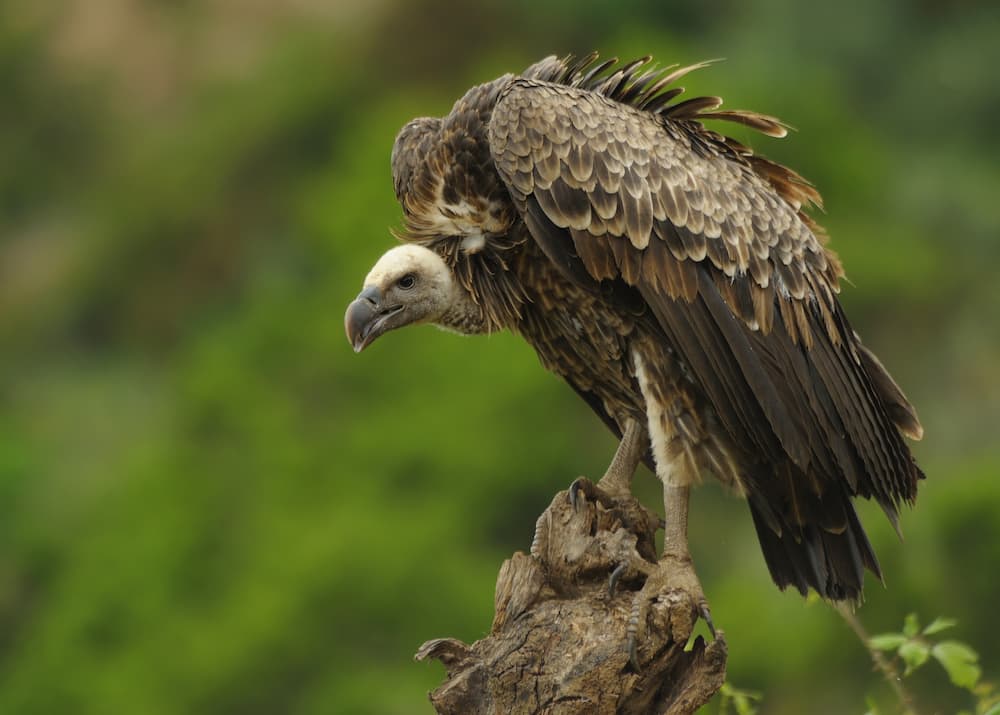 A vulture sitting on tree steam