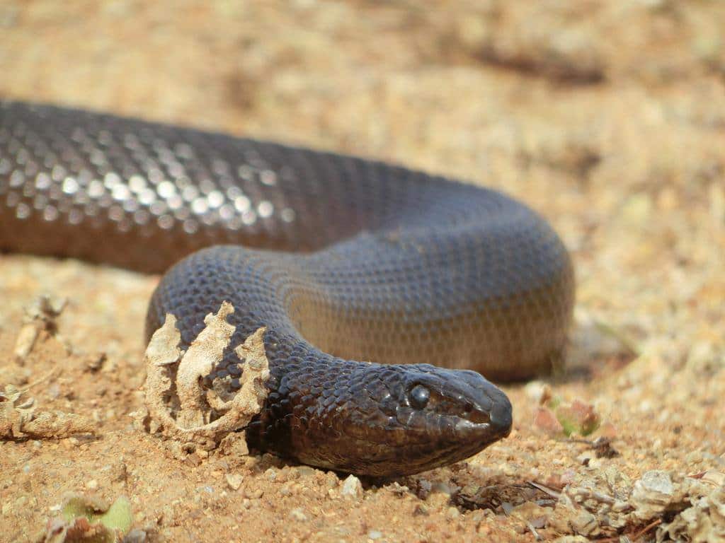 All snakes of South Africa: Poisonous and harmless 2022 Briefly co za