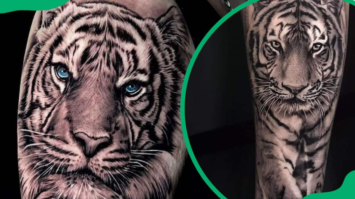 head of a tiger tattoo design.Hand drawn. 26994540 Vector Art at Vecteezy